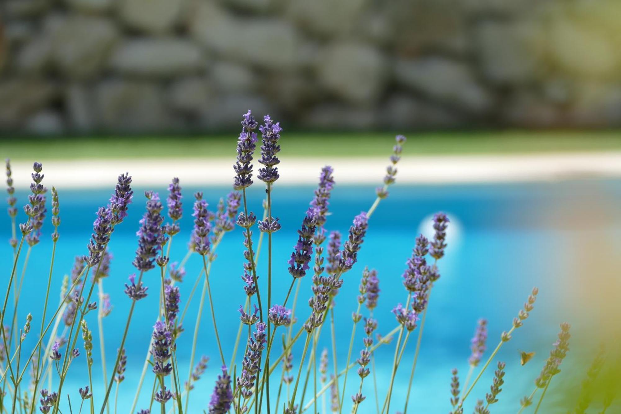 Kalpic Suites & Villa Lozovac Exteriér fotografie